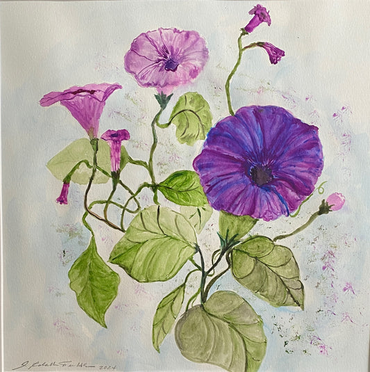 Morning Glory